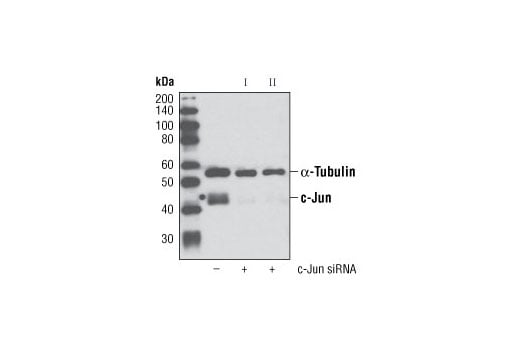 undefined Image 1: SignalSilence<sup>®</sup> c-Jun siRNA I