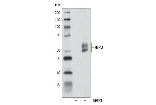 undefined Image 3: PhosphoPlus<sup>®</sup> RIP3 (Ser227) Antibody Duet