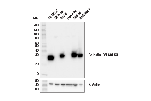 Western Blotting Image 1: Galectin-3/LGALS3 (E7B6R) Rabbit mAb