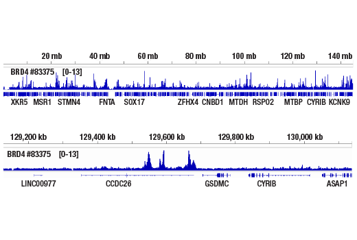 Chromatin Immunoprecipitation Image 2: BRD4 (pan) (E1Y1P) Rabbit mAb