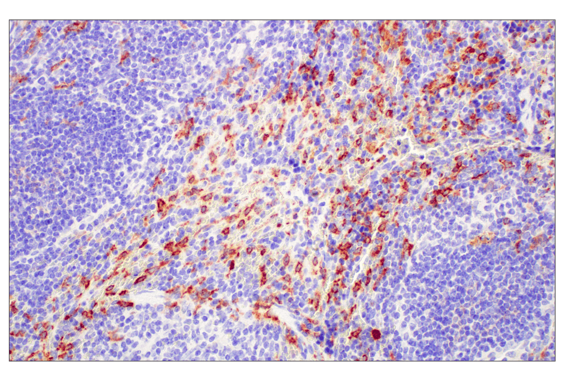Immunohistochemistry Image 5: C1QB (E3U6X) Rabbit mAb