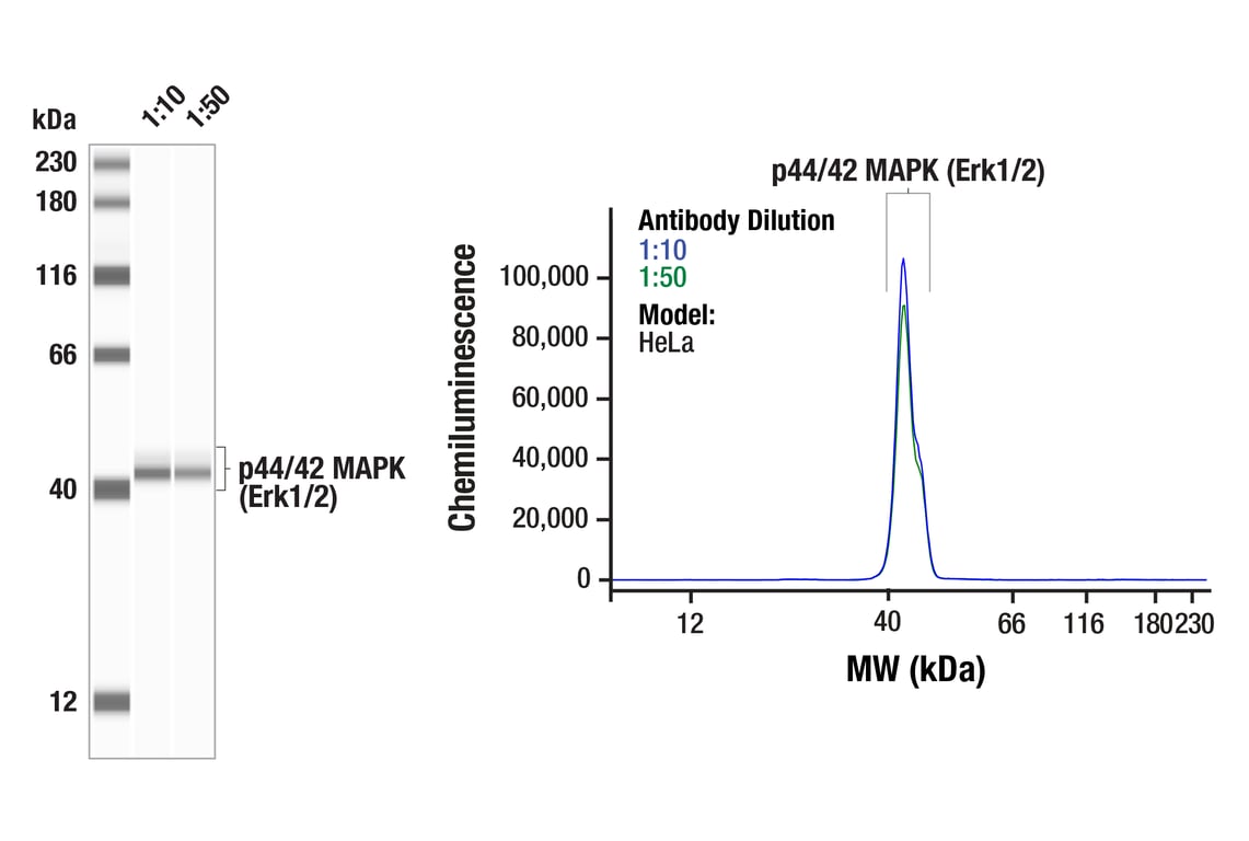Western Blotting Image 1: p44/42 MAPK (Erk1/2) (137F5) Rabbit mAb