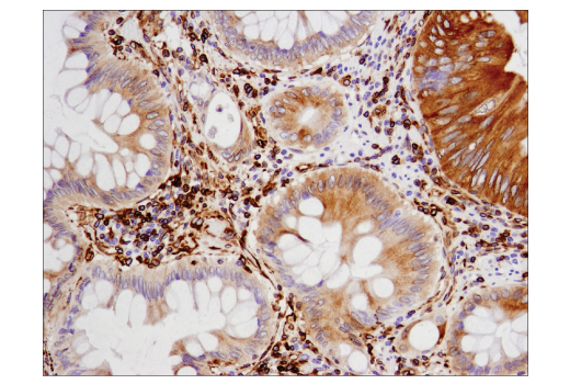 Immunohistochemistry Image 1: STING (D2P2F) Rabbit mAb (BSA and Azide Free)