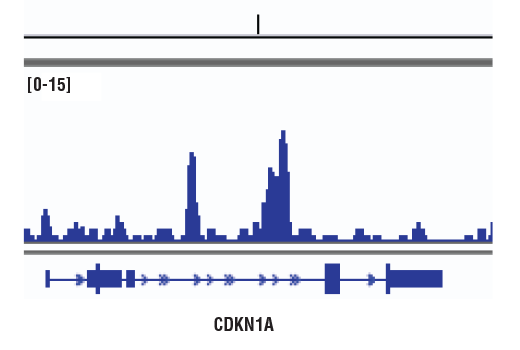 Chromatin Immunoprecipitation Image 1: SMAD3 (C67H9) Rabbit mAb