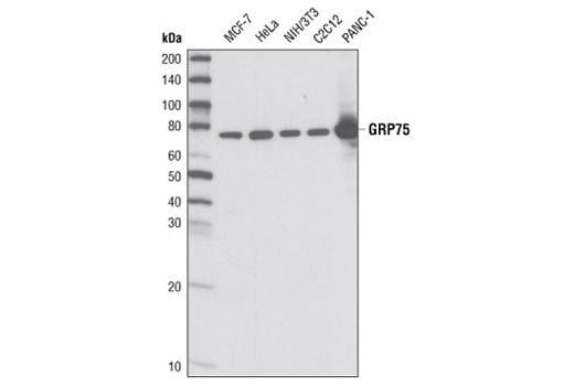 Western Blotting Image 1: Grp75 (D13H4) XP<sup>®</sup> Rabbit mAb (BSA and Azide Free)