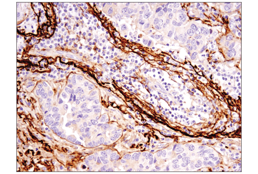 Immunohistochemistry Image 2: Clusterin (D7N2K) XP<sup>®</sup> Rabbit mAb