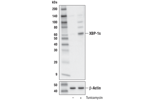 Western Blotting Image 1: XBP-1s (E7M5C) Mouse mAb (BSA and Azide Free)