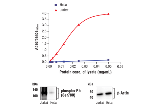 ELISA Image 1: FastScan<sup>™</sup> Phospho-Rb (Ser780) ELISA Kit