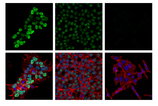 Immunofluorescence Image 1: DNMT3B (E8A8A) XP<sup>®</sup> Rabbit mAb (BSA and Azide Free)