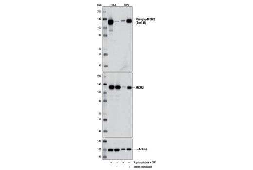 Western Blotting Image 1: Phospho-MCM2 (Ser139) (D1Z8X) XP<sup>®</sup> Rabbit mAb (BSA and Azide Free)