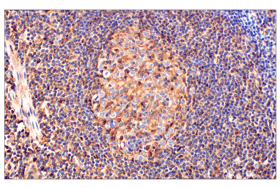 Immunohistochemistry Image 5: Annexin V (E3W8V) Rabbit mAb (BSA and Azide Free)