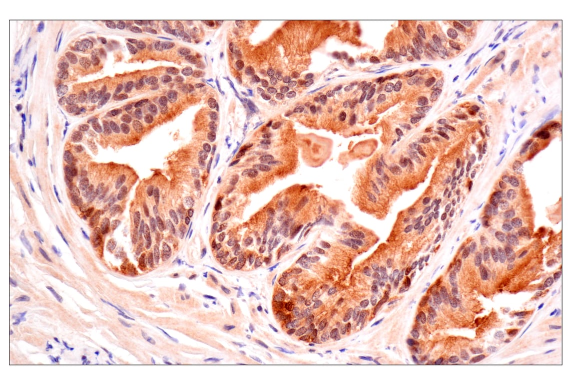 Immunohistochemistry Image 6: ACBP/DBI (E4V8V) XP<sup>®</sup> Rabbit mAb