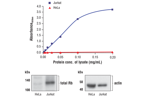 ELISA Image 1: FastScan<sup>™</sup> Total Rb ELISA Kit