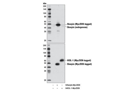 Western Blotting Image 1: Sharpin Antibody