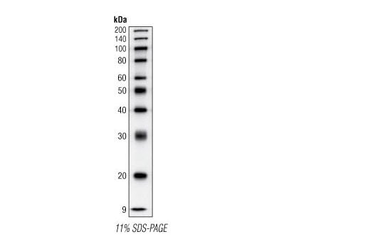 Biotinylated Protein Ladder Detection Pack: Image 1