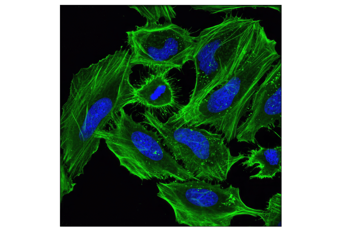 Immunofluorescence Image 1: β-Actin (D6A8) Rabbit mAb (BSA and Azide Free)