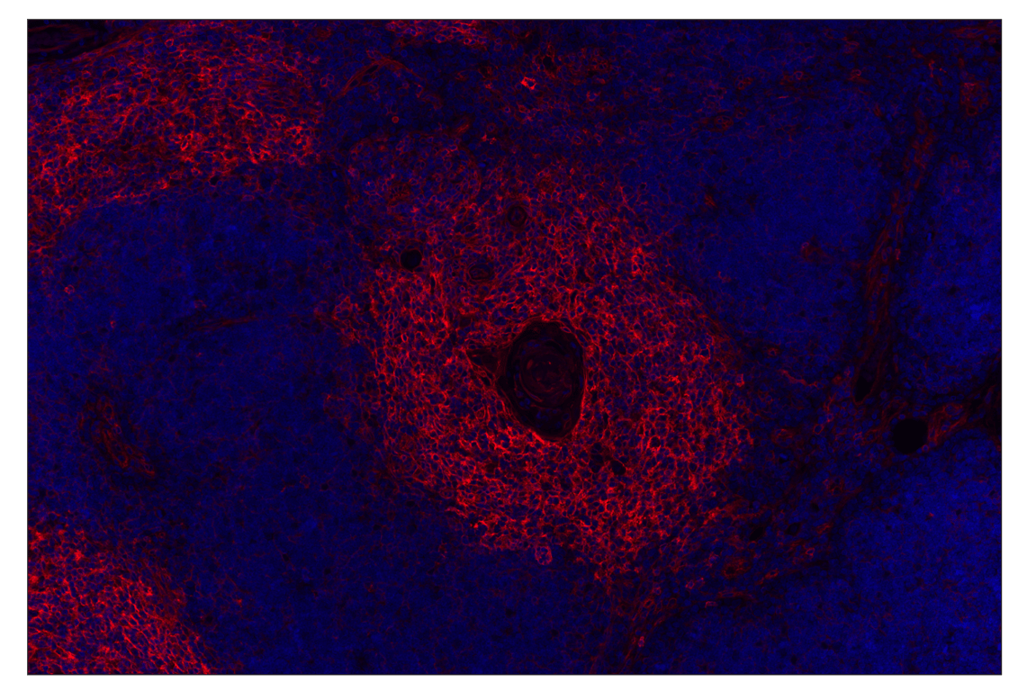 Immunohistochemistry Image 1: MHC Class I (EMR8-5) Mouse mAb (Alexa Fluor<sup>®</sup> 555 Conjugate)