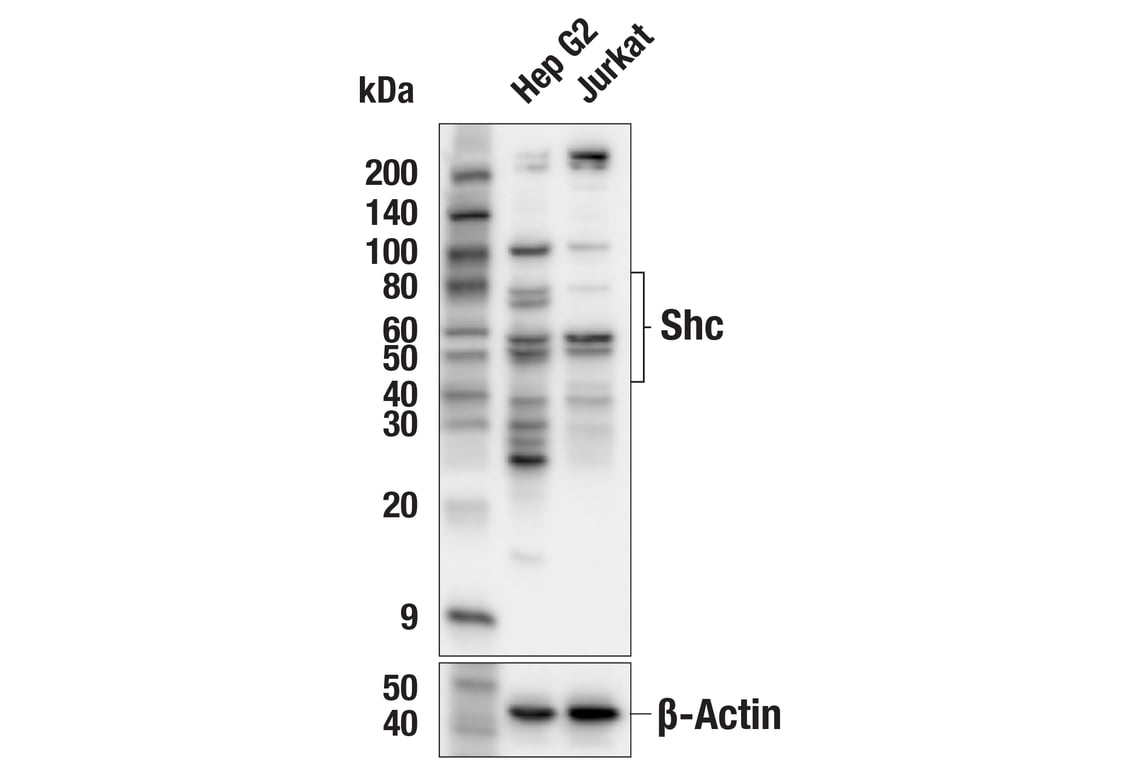 Western Blotting Image 1: Shc (E6I4B) Rabbit mAb