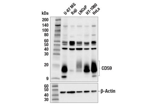 Western Blotting Image 1: CD59 (E7F7G) Rabbit mAb
