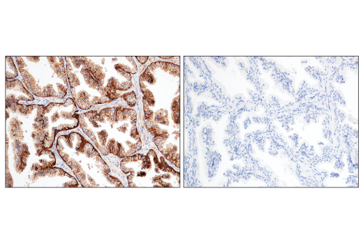 Immunohistochemistry Image 4: CD47 (D3O7P) Rabbit mAb (BSA and Azide Free)