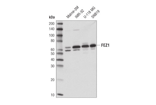 Western Blotting Image 4: FEZ1 (D9R8Q) Rabbit mAb