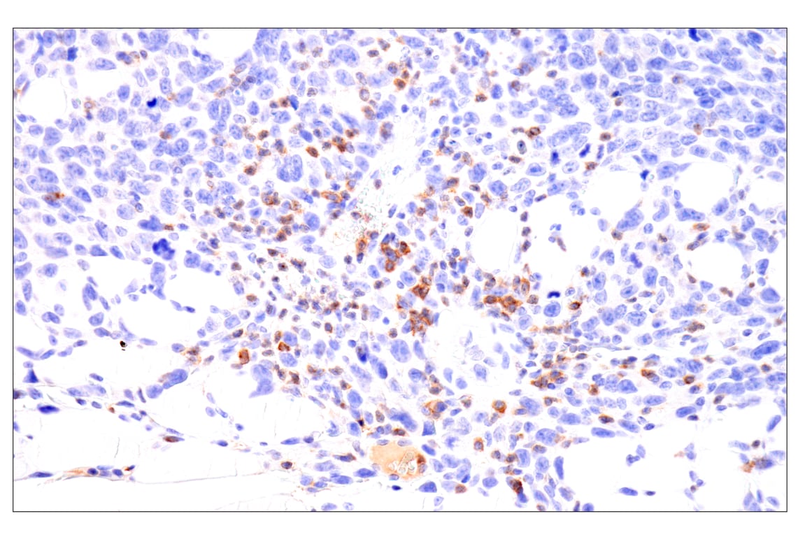 Immunohistochemistry Image 3: CD62L/L-Selectin (E7L2M) Rabbit mAb