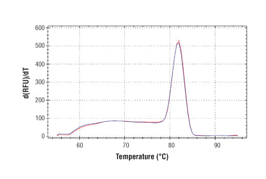 Chromatin Immunoprecipitation Image 1: SimpleChIP<sup>®</sup> Human MDM2 Intron 2 Primers