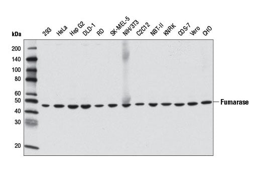 Western Blotting Image 2: Fumarase (D9C5) Rabbit mAb