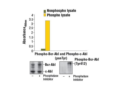 ELISA Image 1: PathScan<sup>®</sup> Phospho-c-Abl (panTyr) Sandwich ELISA Kit