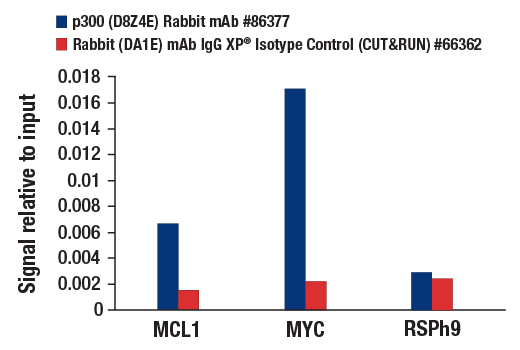 CUT & RUN Image 3: p300 (D8Z4E) Rabbit mAb