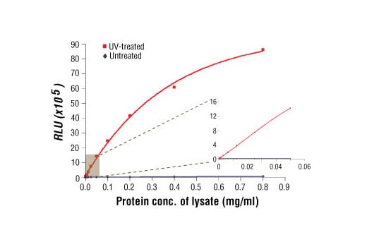 ELISA Image 1: PathScan<sup>®</sup> Phospho-SAPK/JNK (Thr183/Tyr185) Chemiluminescent Sandwich ELISA Kit