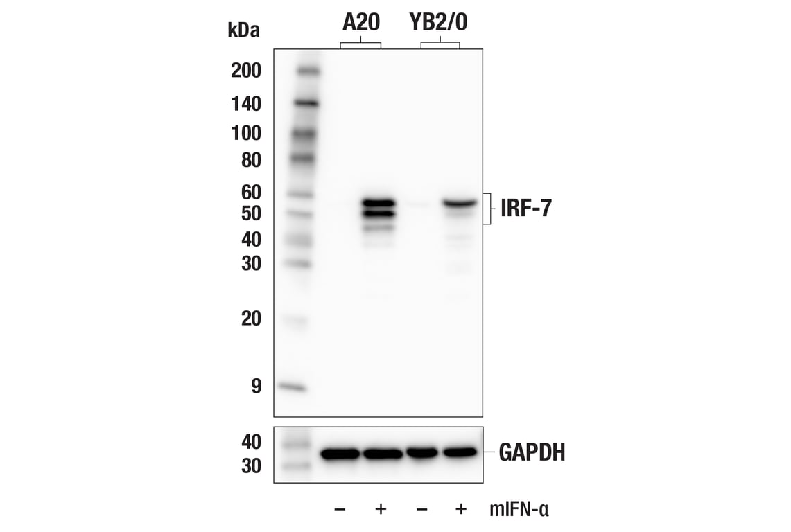 Western Blotting Image 1: IRF-7 (E2U6L) Rabbit mAb