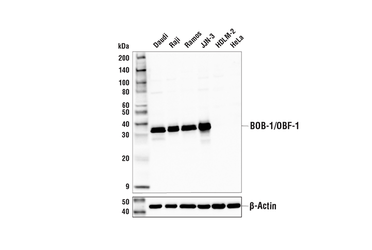 Western Blotting Image 1: BOB-1/OBF-1 (E5K1D) Rabbit mAb (BSA and Azide Free)