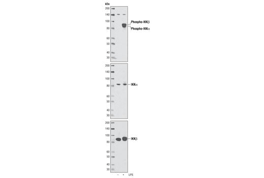 Western Blotting Image 1: Phospho-IKKα (Ser176)/IKKβ (Ser177) (C84E11) Rabbit mAb