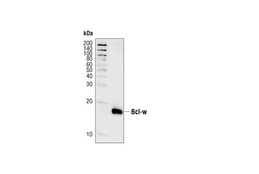 Western Blotting Image 2: Bcl-w (31H4) Rabbit mAb