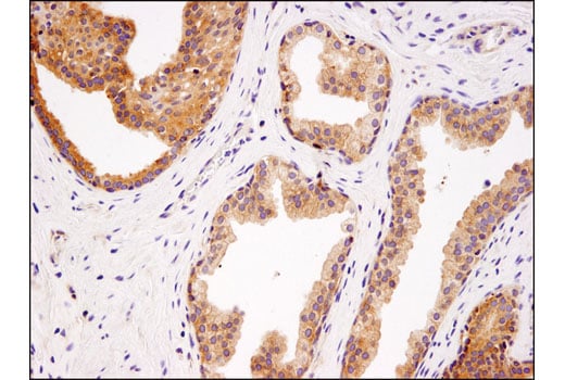 Immunohistochemistry Image 3: USP9X (D4Y7W) Rabbit mAb (BSA and Azide Free)