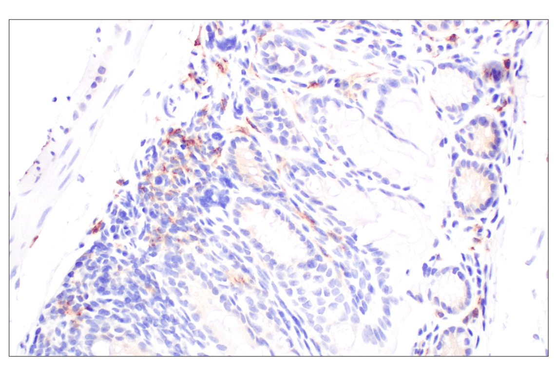 Immunohistochemistry Image 4: Siglec-1/CD169 (E1D7G) Rabbit mAb