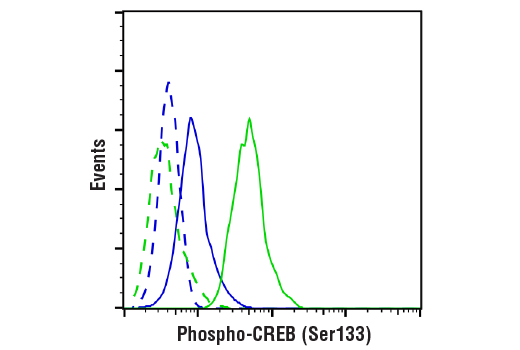 undefined Image 19: PhosphoPlus<sup>®</sup> CREB (Ser133) Antibody Duet