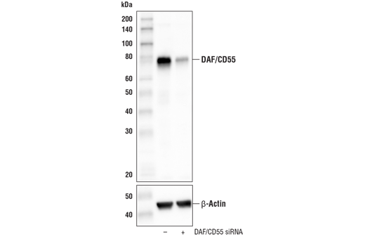 Western Blotting Image 2: DAF/CD55 (E7G2U) XP<sup>®</sup> Rabbit mAb