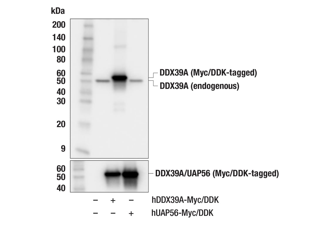 Western Blotting Image 2: DDX39A (F7T4J) Rabbit mAb