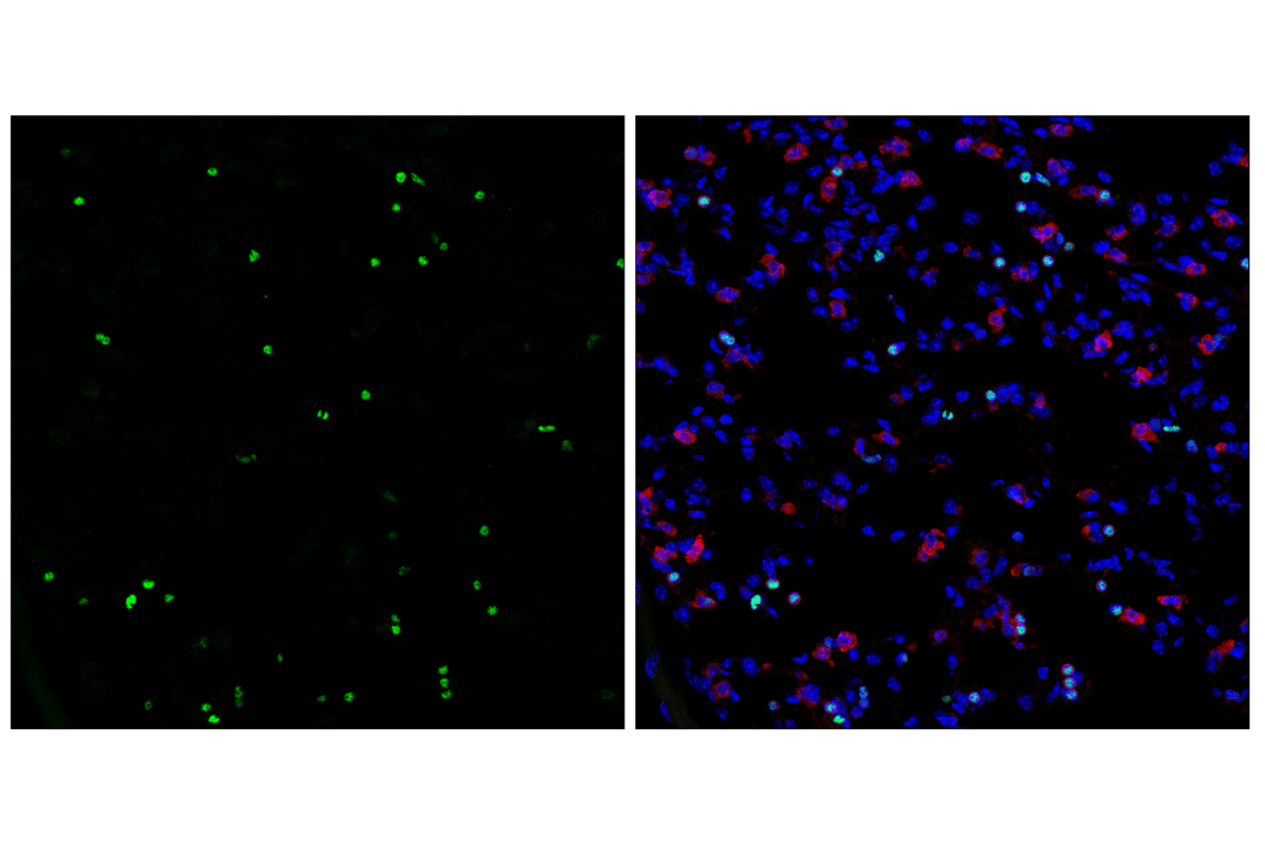 Immunofluorescence Image 1: POU2F2 (F3B7M) Rabbit mAb