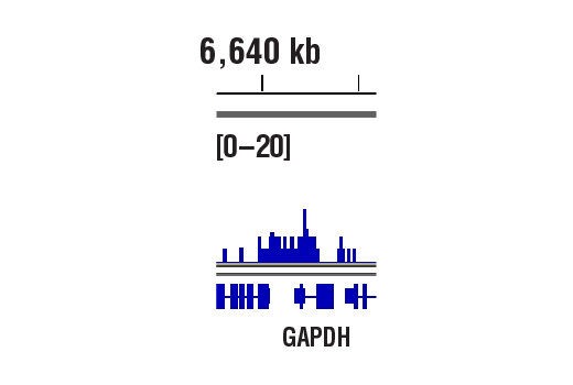 CUT & RUN Image 1: Acetyl-Histone H3 (Lys9) (C5B11) Rabbit mAb