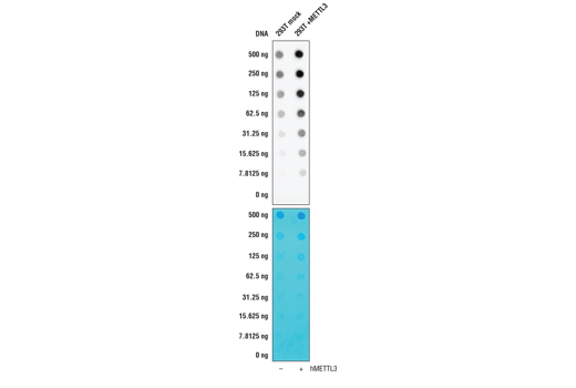 Dot Blot Image 1: N6-Methyladenosine (m6A) (D9D9W) Rabbit mAb
