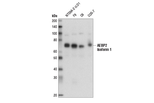Western Blotting Image 1: AEBP2 (D7C6X) Rabbit mAb