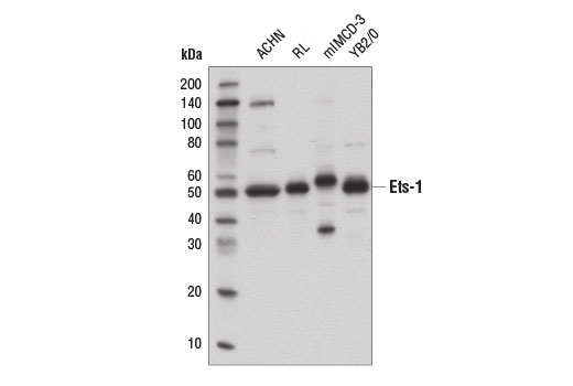 Western Blotting Image 1: ETS-1 (D8O8A) Rabbit mAb