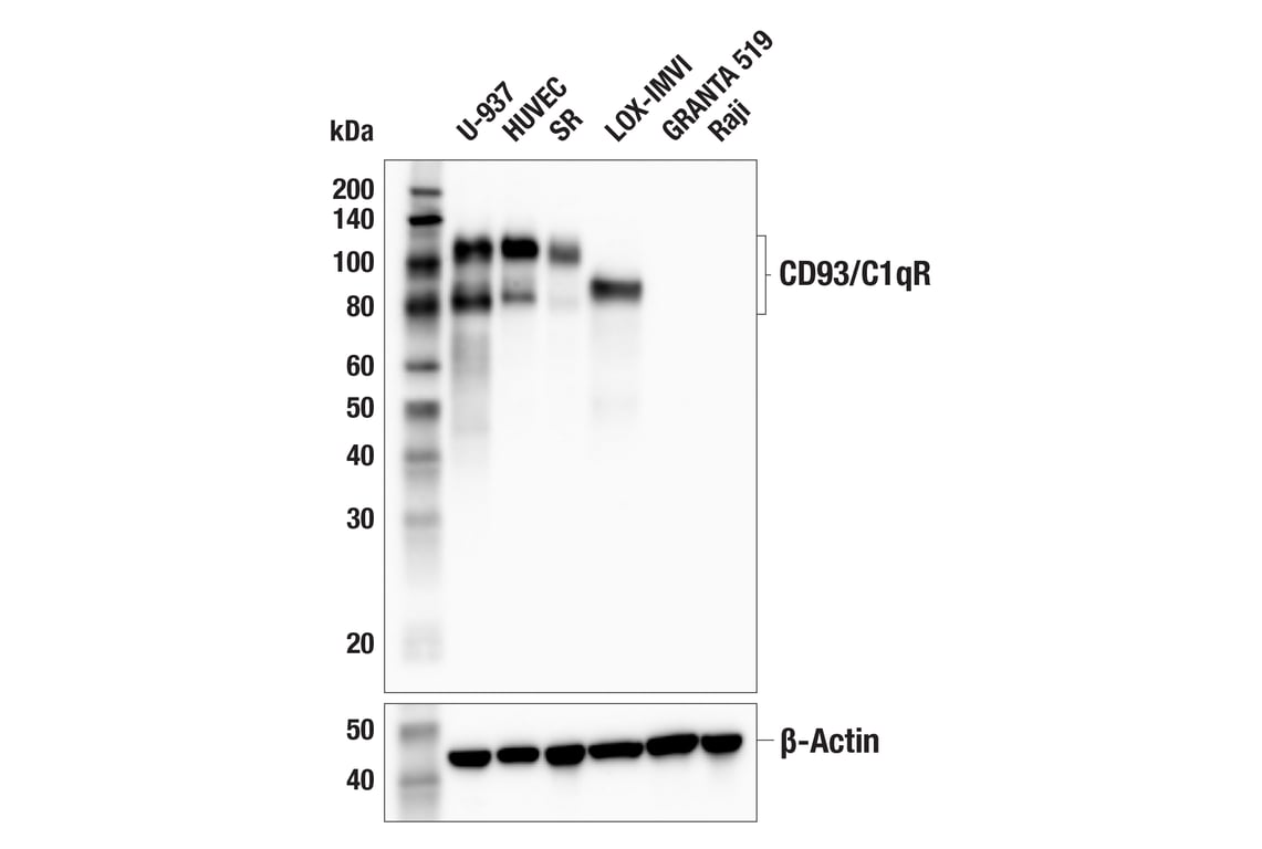 Western Blotting Image 1: CD93/C1qR (E5H9B) Rabbit mAb (BSA and Azide Free)