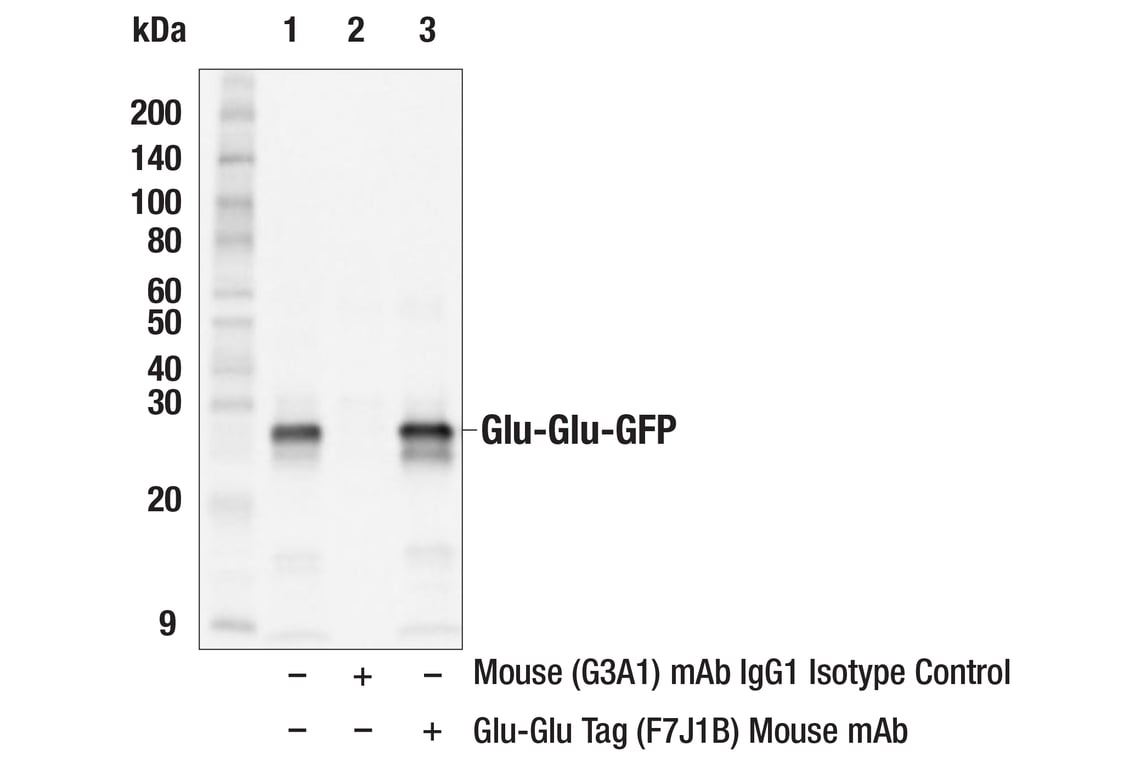 Immunoprecipitation Image 2: Glu-Glu Tag (F7J1B) Mouse mAb