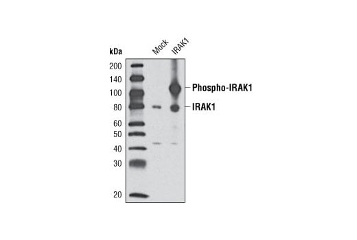 Western Blotting Image 2: IRAK1 (D51G7) Rabbit mAb
