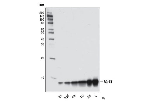 Western Blotting Image 2: β-Amyloid (1-37) (D2A6H) Rabbit mAb (Biotinylated)