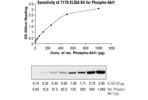 ELISA Image 2: PathScan<sup>®</sup> Total Akt1 Sandwich ELISA Kit